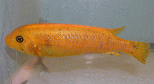 labeotropheus trewavasae redtop blue female