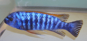 Labeotropheus trewavasae Redtop Blue male