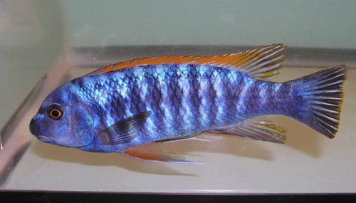 labeotropheus trewavasae redtop blue male