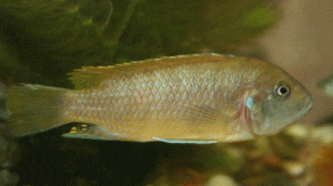 Metriaclima greshaki female