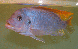 Metriaclima greshaki male