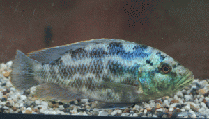 nimbochromis polystigma male