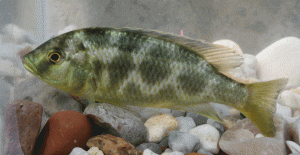 Nimbochromis venustus female