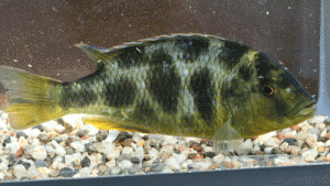 Nimbochromis venustus female