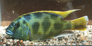 Nimbochromis venustus male