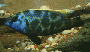 Nimbochromis venustus male