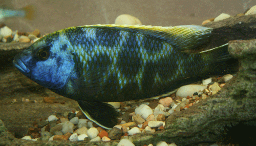 Nimbochromis venustus male