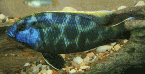 Nimbochromis venustus male