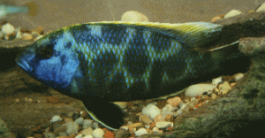 Nimbochromis venustus male