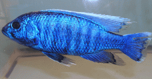Peacock Blue male