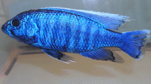 Blue peacock male