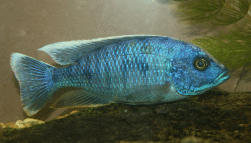 Blue Rocket Peacock male