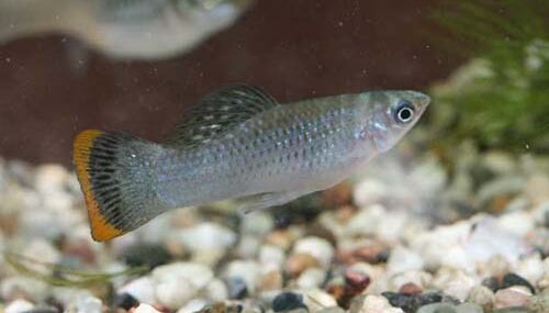 Poecilia mexicana, Campeche Male