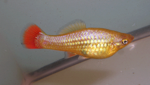 Sunset variatus female