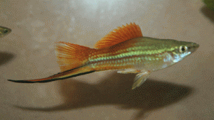 Blushing Swordtail Male