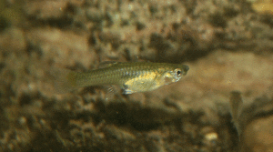 Endler's Livebearer female