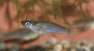 Gambusia punctata male