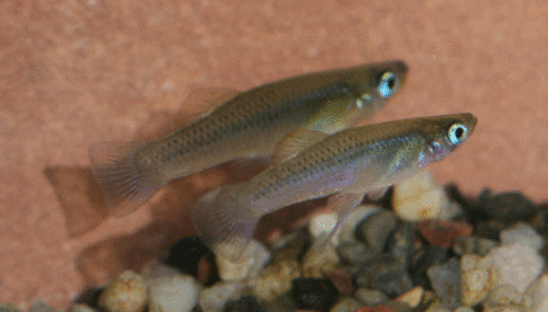 Gambusia punctata pair