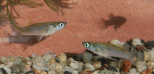 Gambusia punctata pair