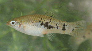 Limia vittata female