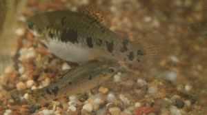 Limia vittata pair