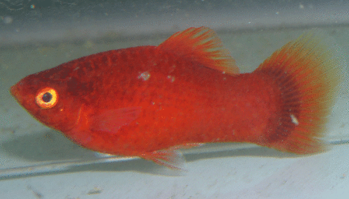 Red maculatus male