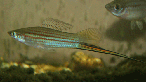 Photo of a Xiphophorus mayae male.