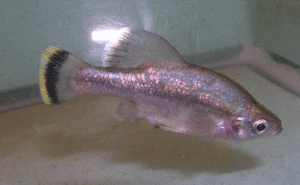 ameca splendens male