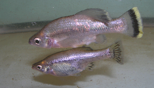 ameca splendens pair