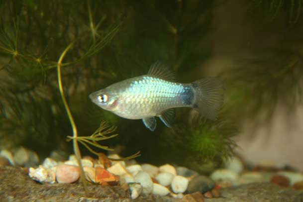 Female Blue Maculatus