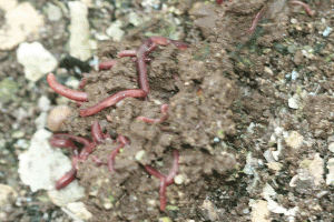 Litter worms