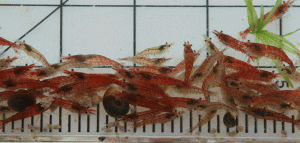 Red Cherry Shrimp