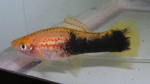 Red Tuxedo Sword Female
