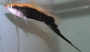 Red Tuxedo Sword Male
