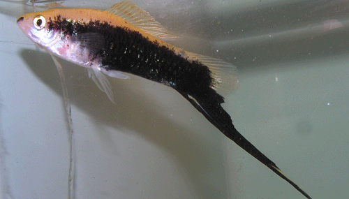 Red Tuxedo Sword Male