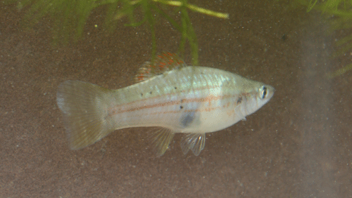 xiphophorus alvarezi female