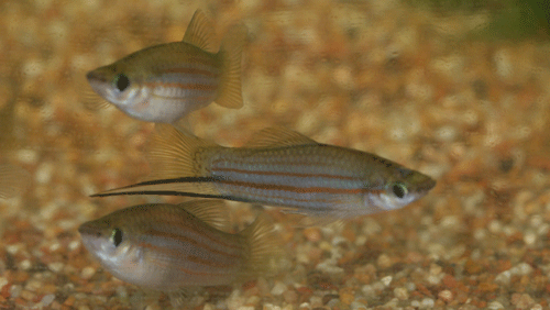 xiphophorus alvarezi pair