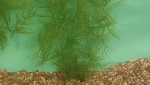 hornwort