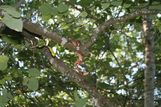 Copperhead in Tree