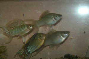 Green Lyretail Sailfin Mollies