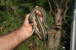 Texas Garter Snake