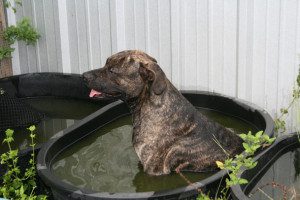 Gus Dog in Rain Barrel