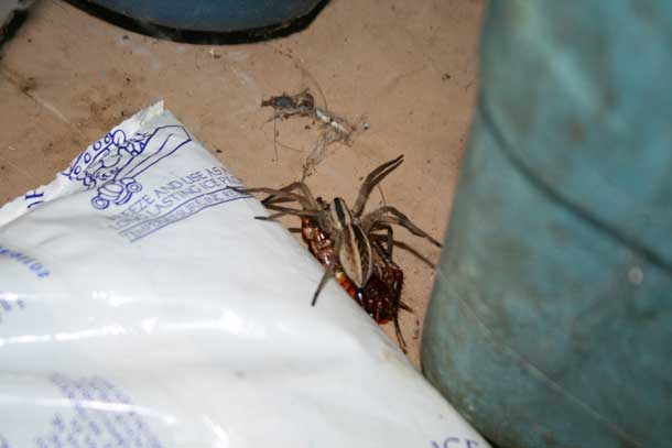 Wolf Spider and Cockroach