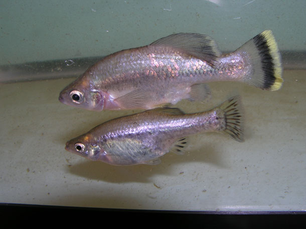 Photo of adult pair of Ameca splendens.
