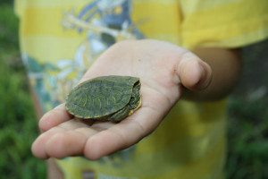 Red Eared Slider Turtle