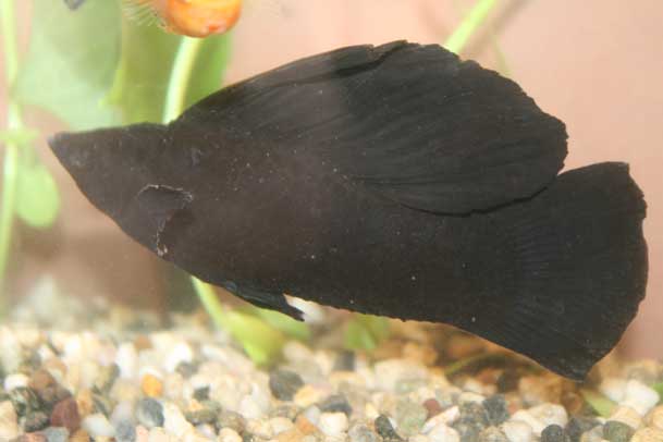 Adult Male Black Sailfin Molly