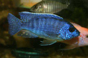 Blue Peacock Cichlid