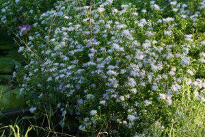 Eupatorium