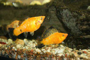 Young Pair Goldwag Sailfin