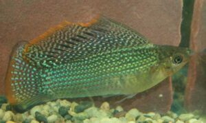 Green Sailfin Molly Male